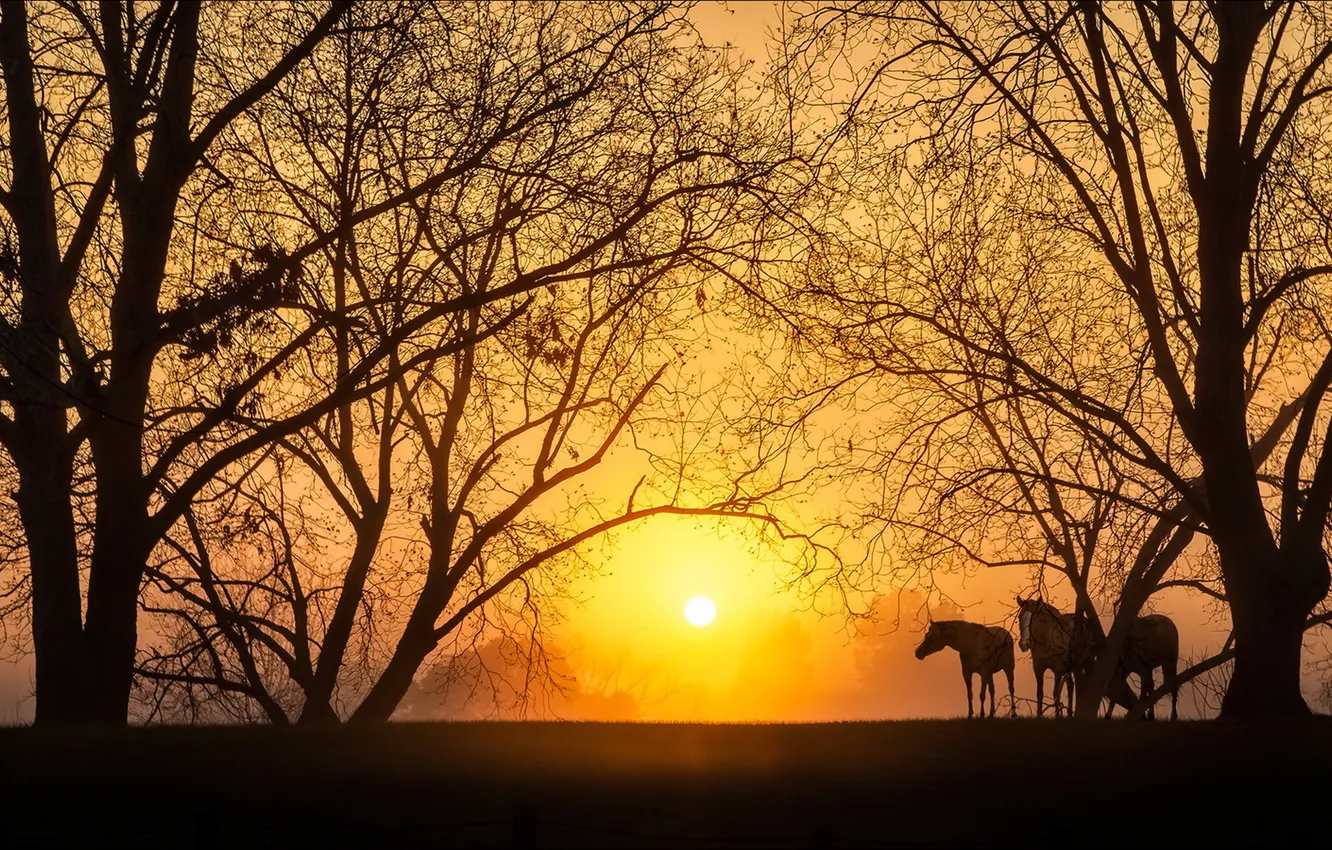 Photo wallpaper sunset, nature, horse