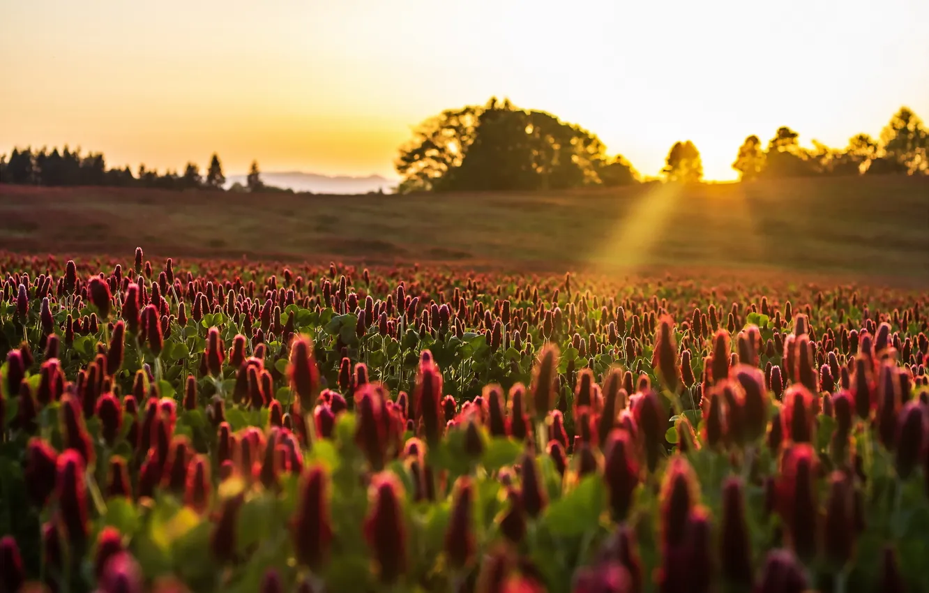 Photo wallpaper field, sunset, flowers, nature