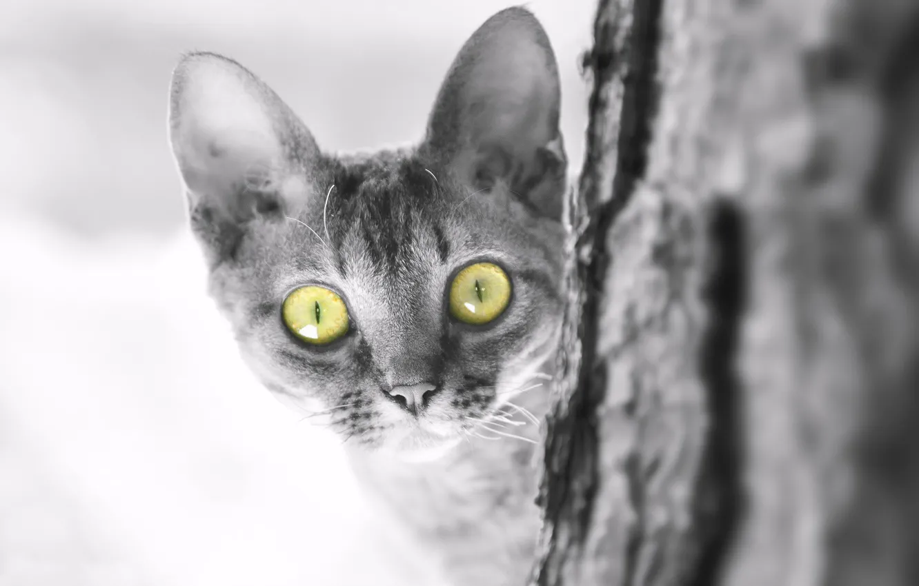 Photo wallpaper cat, cat, look, muzzle, kitty, monochrome, eyes, The Devon Rex