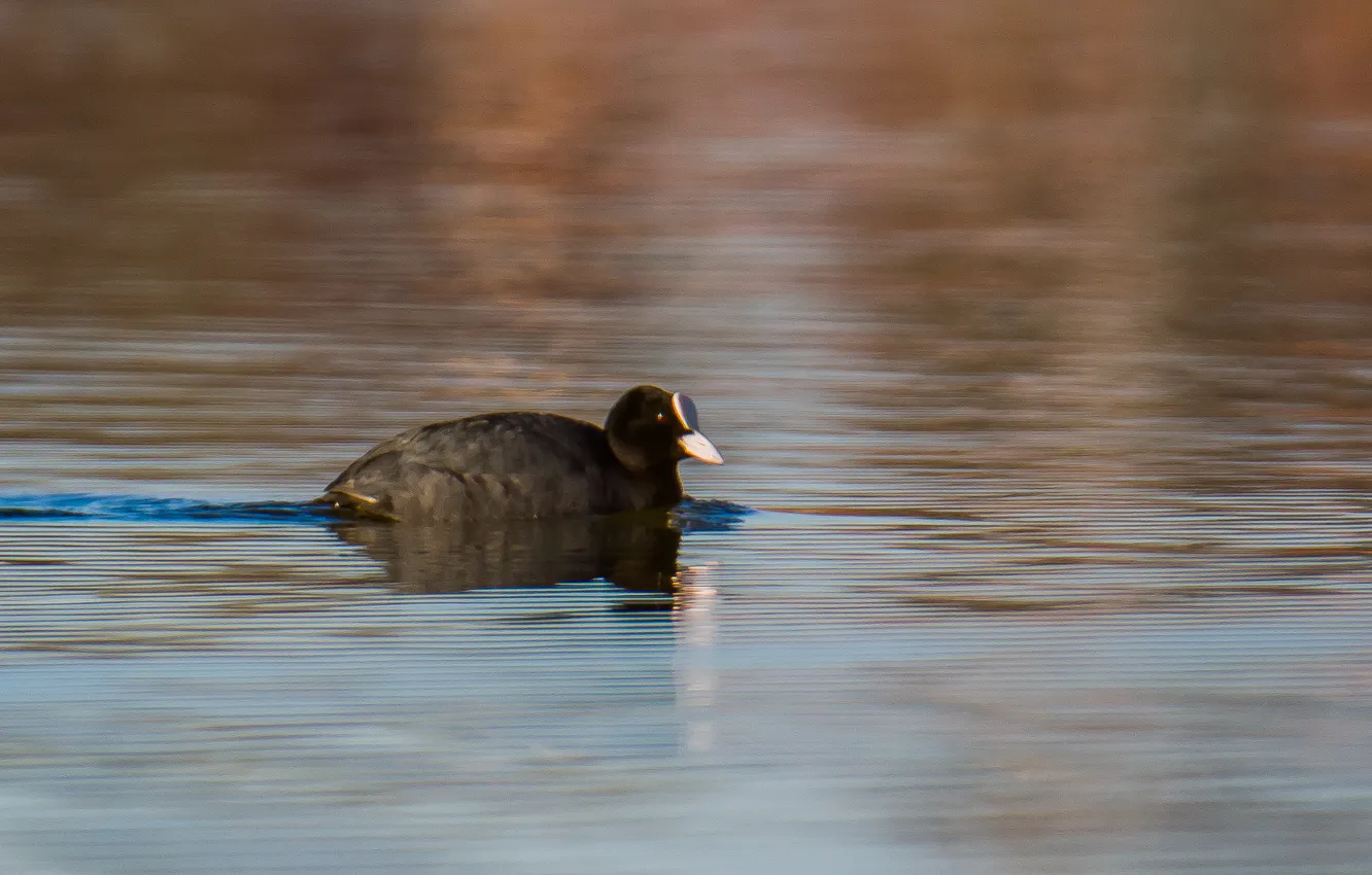 Photo wallpaper The coot, photohunt, lake, bird, spring