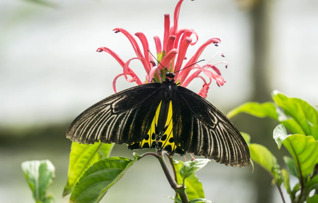 Photo wallpaper green, black, flower, nature, yellow, butterfly, insect, highland