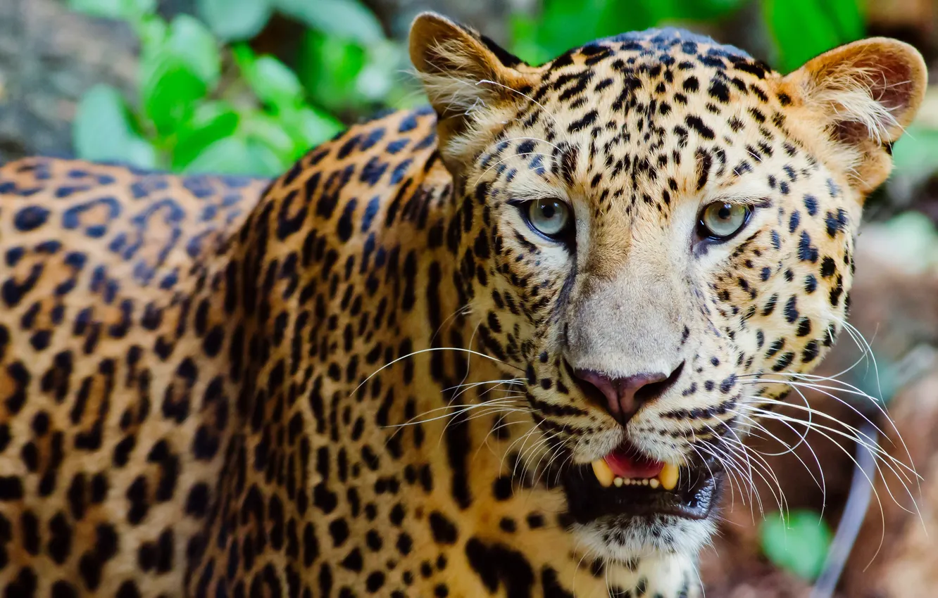 Photo wallpaper look, face, background, portrait, mouth, leopard, wild cat, handsome