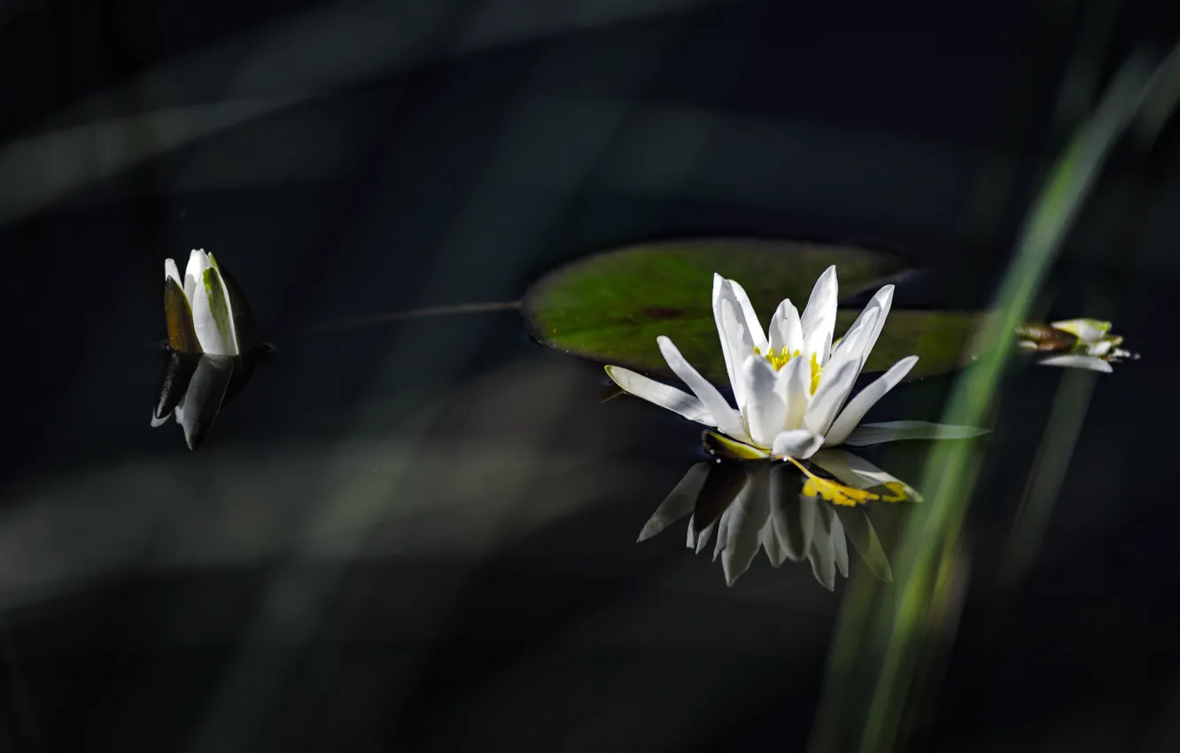 Photo wallpaper Lily, white, white, water, water, lily