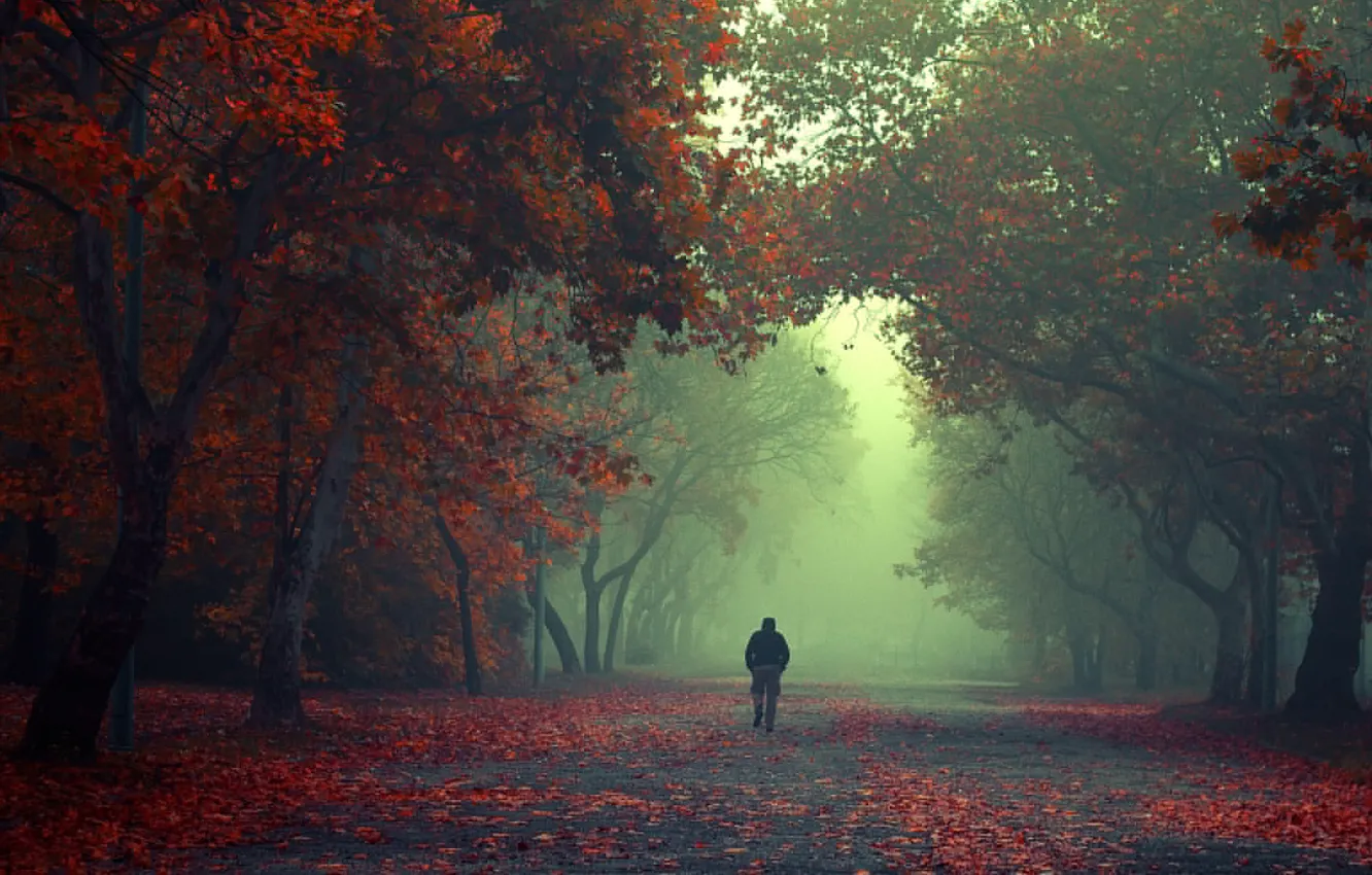Photo wallpaper forest, leaves, trees, fog, the way, male, forest, trees