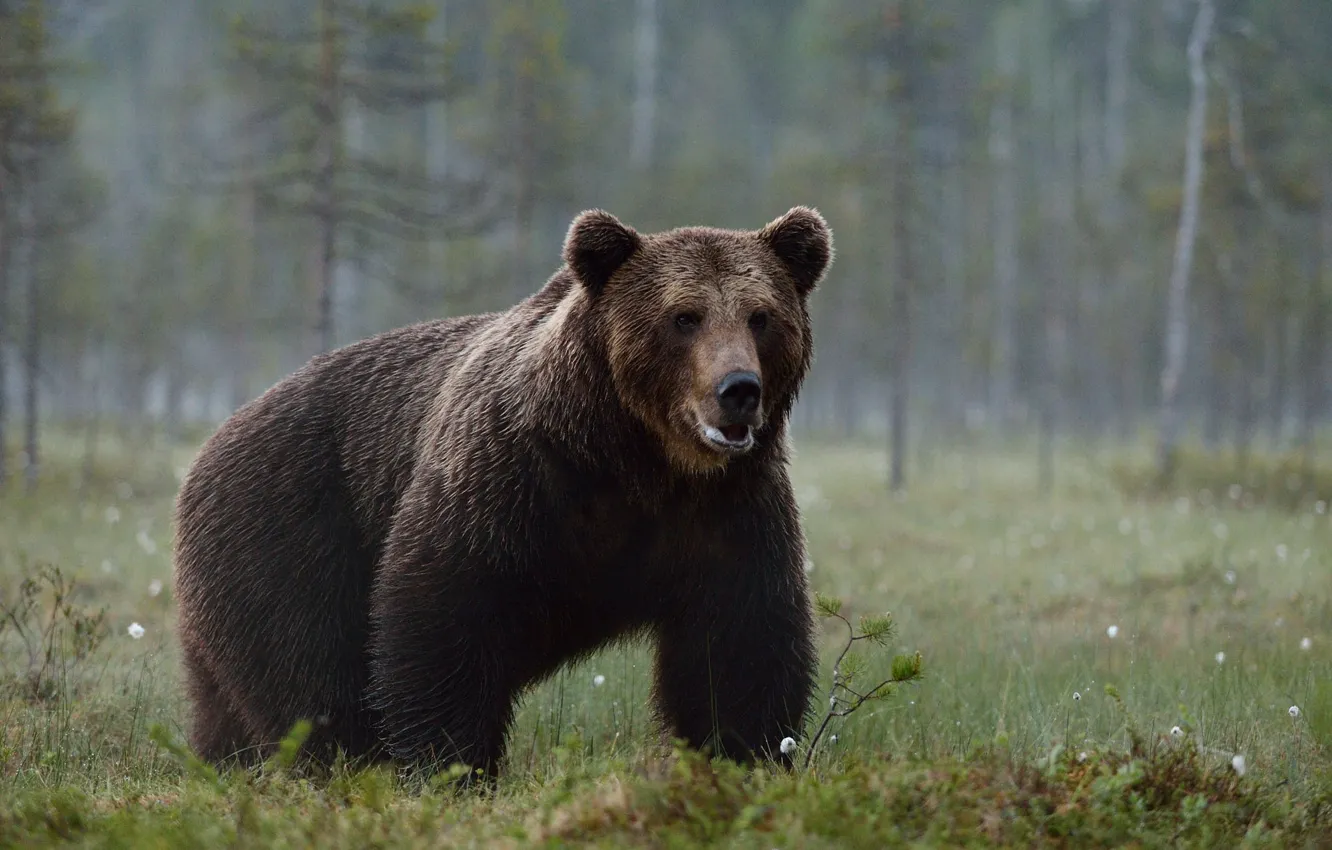 Photo wallpaper forest, fog, bear