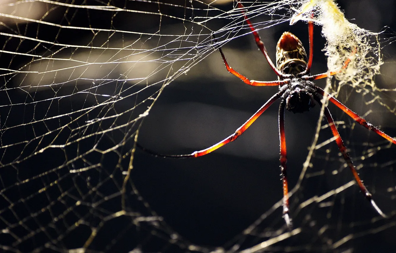 Photo wallpaper WEB, INSECT, LEGS, SPIDER