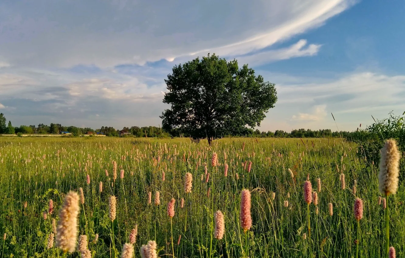 Photo wallpaper the sky, clouds, trees, landscape, flowers, nature, view, meadow