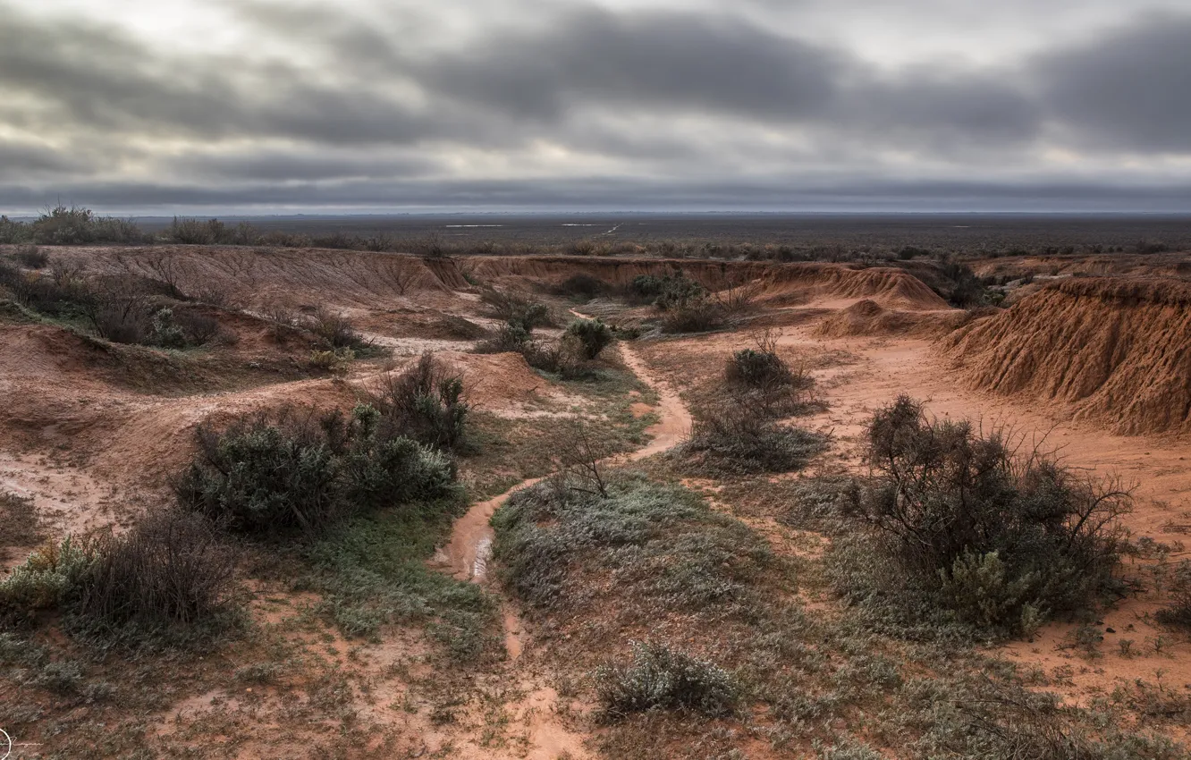 Photo wallpaper field, nature, desert, shrub