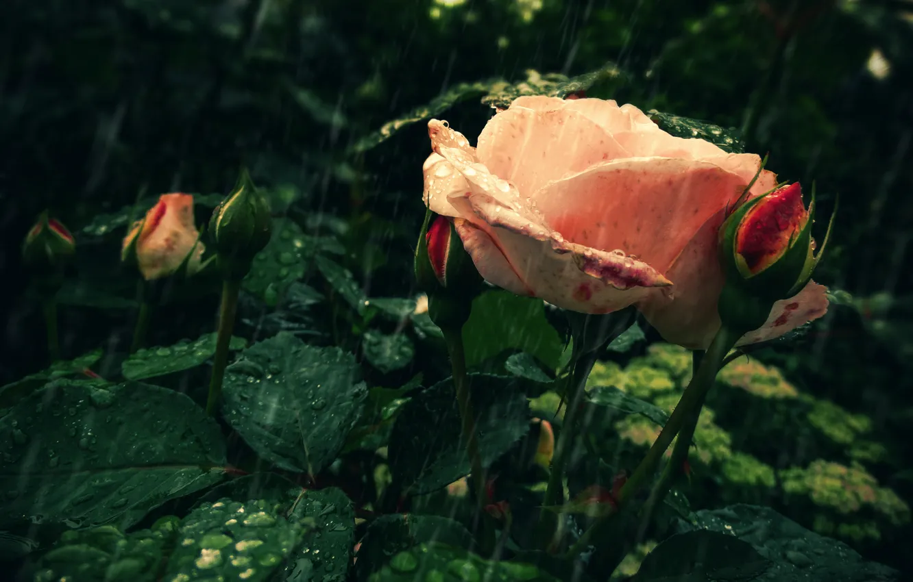 Photo wallpaper flower, drops, rain, rose