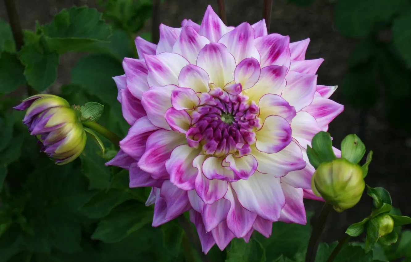 Photo wallpaper flowers, pink, dahlias