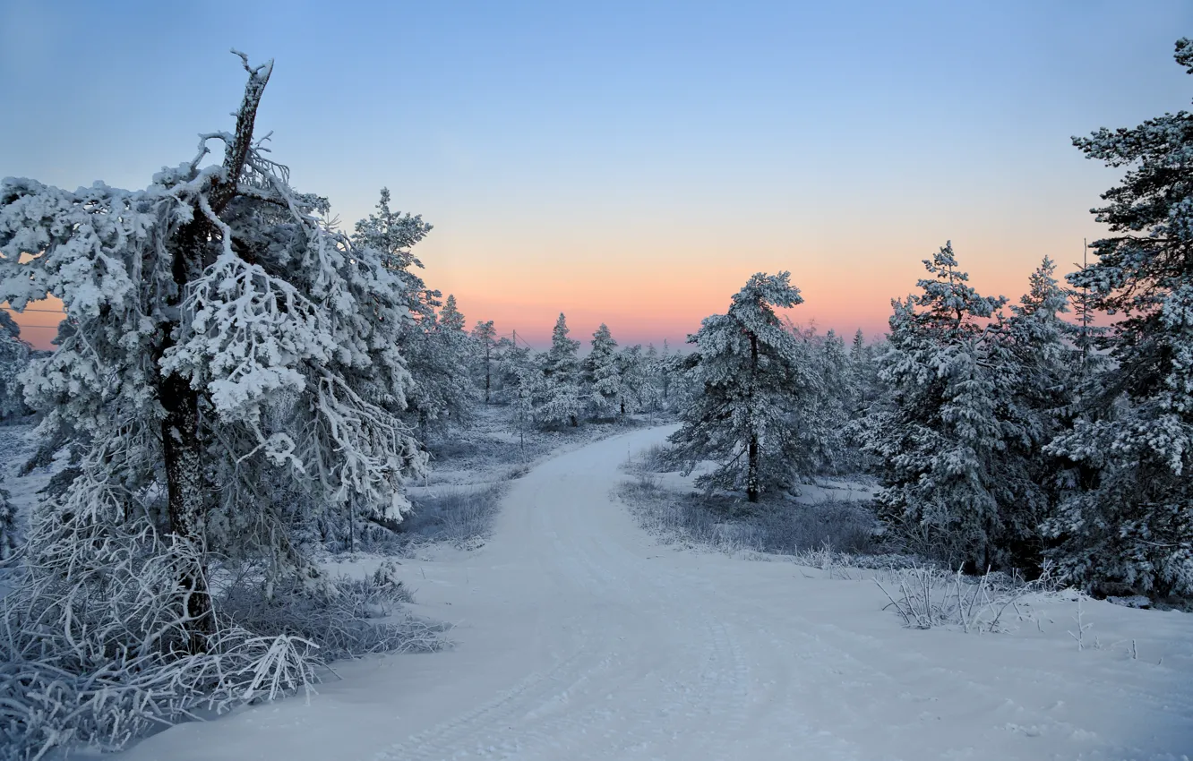 Photo wallpaper winter, forest, snow