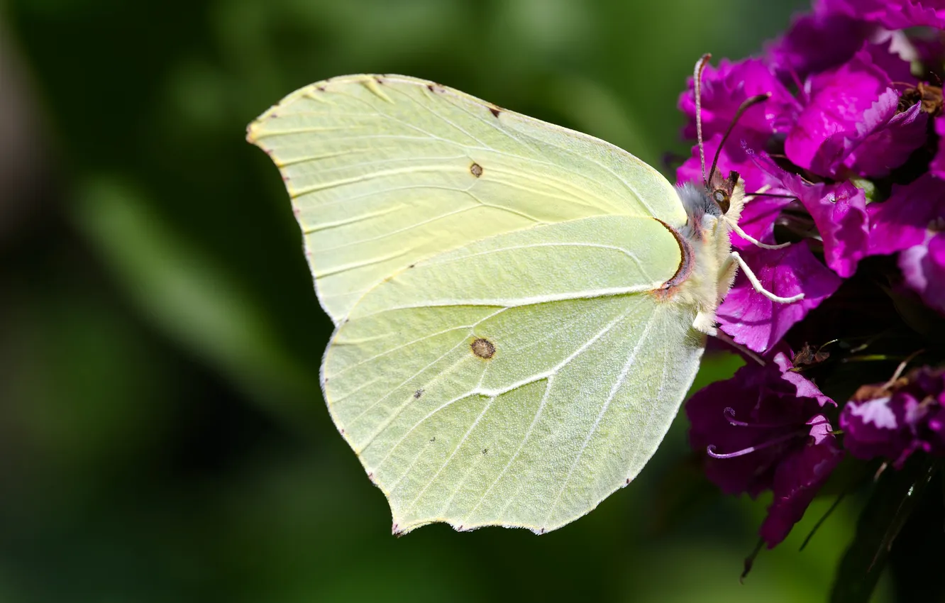 Photo wallpaper flowers, macro, butterfly, wings, beautiful, closeup