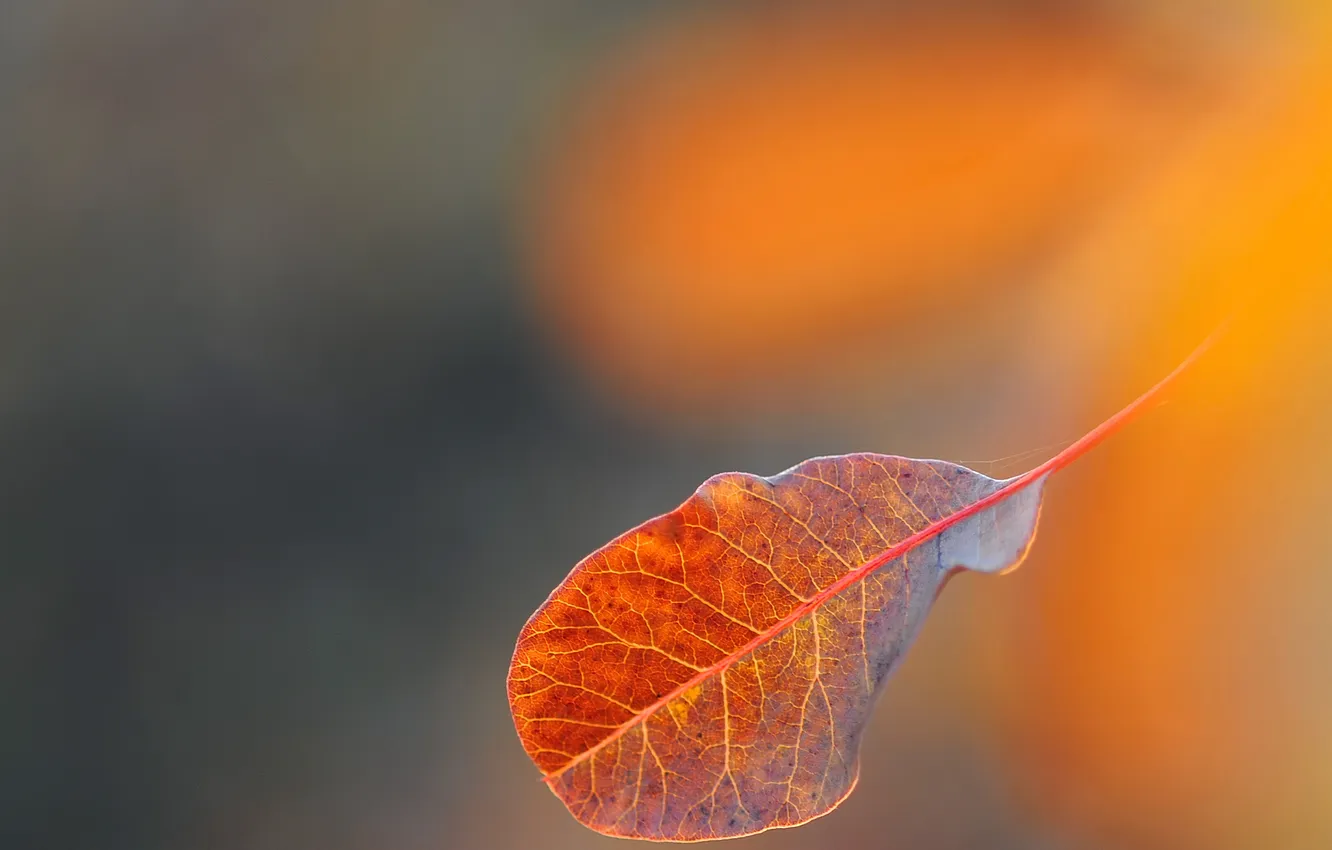Photo wallpaper leaves, macro, background, gossamer