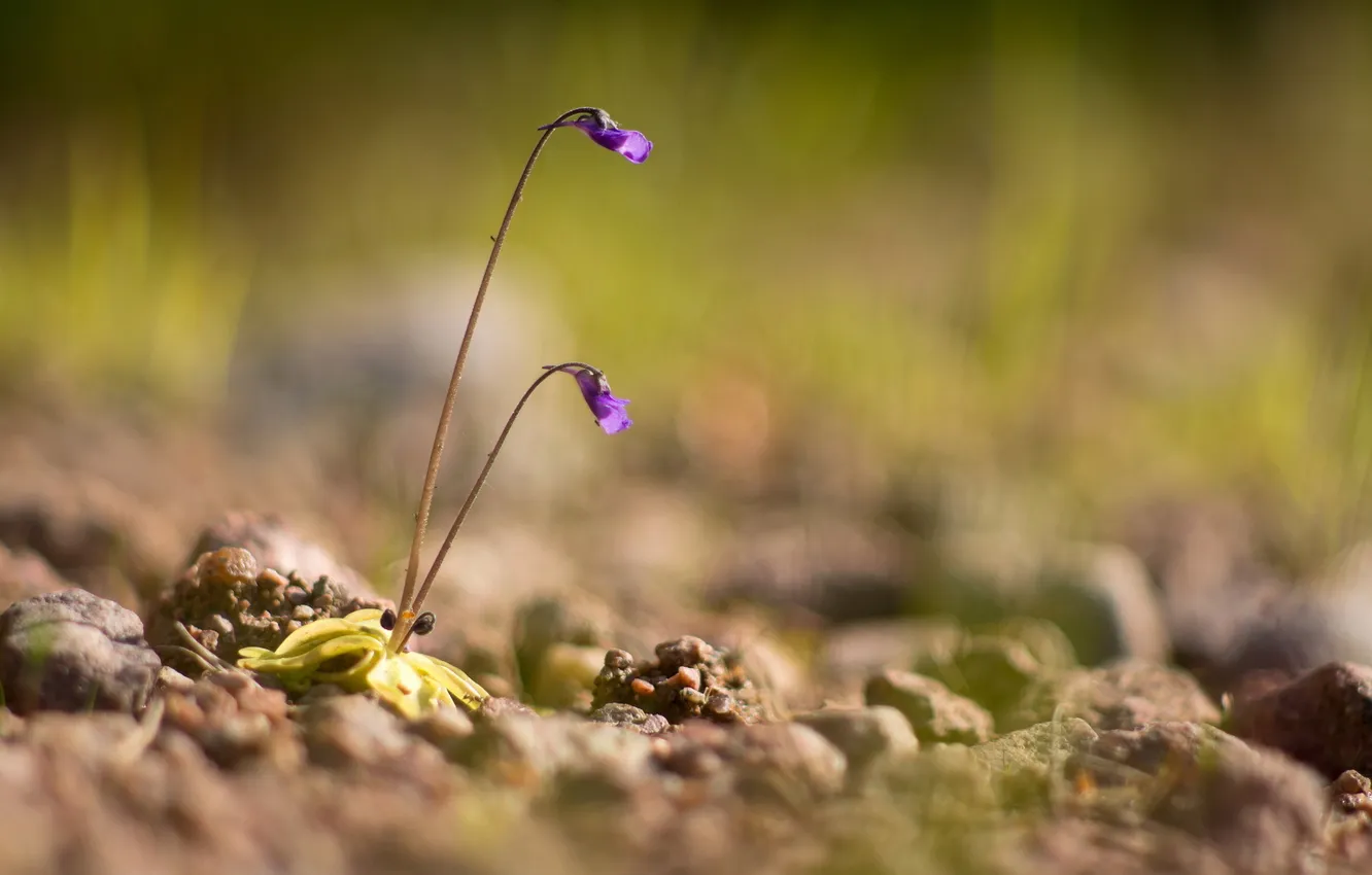 Photo wallpaper macro, flowers, nature