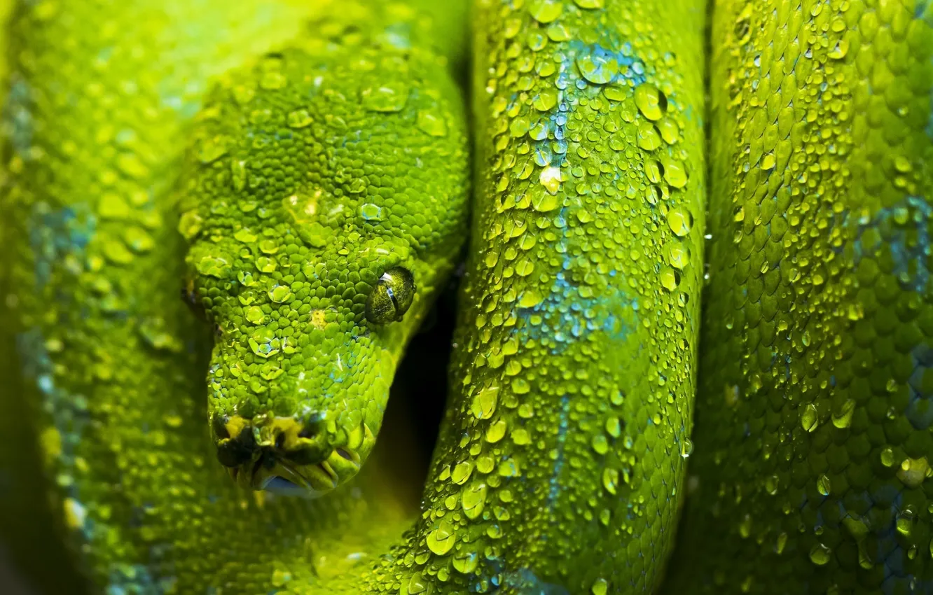 Photo wallpaper green, snake, head, scales