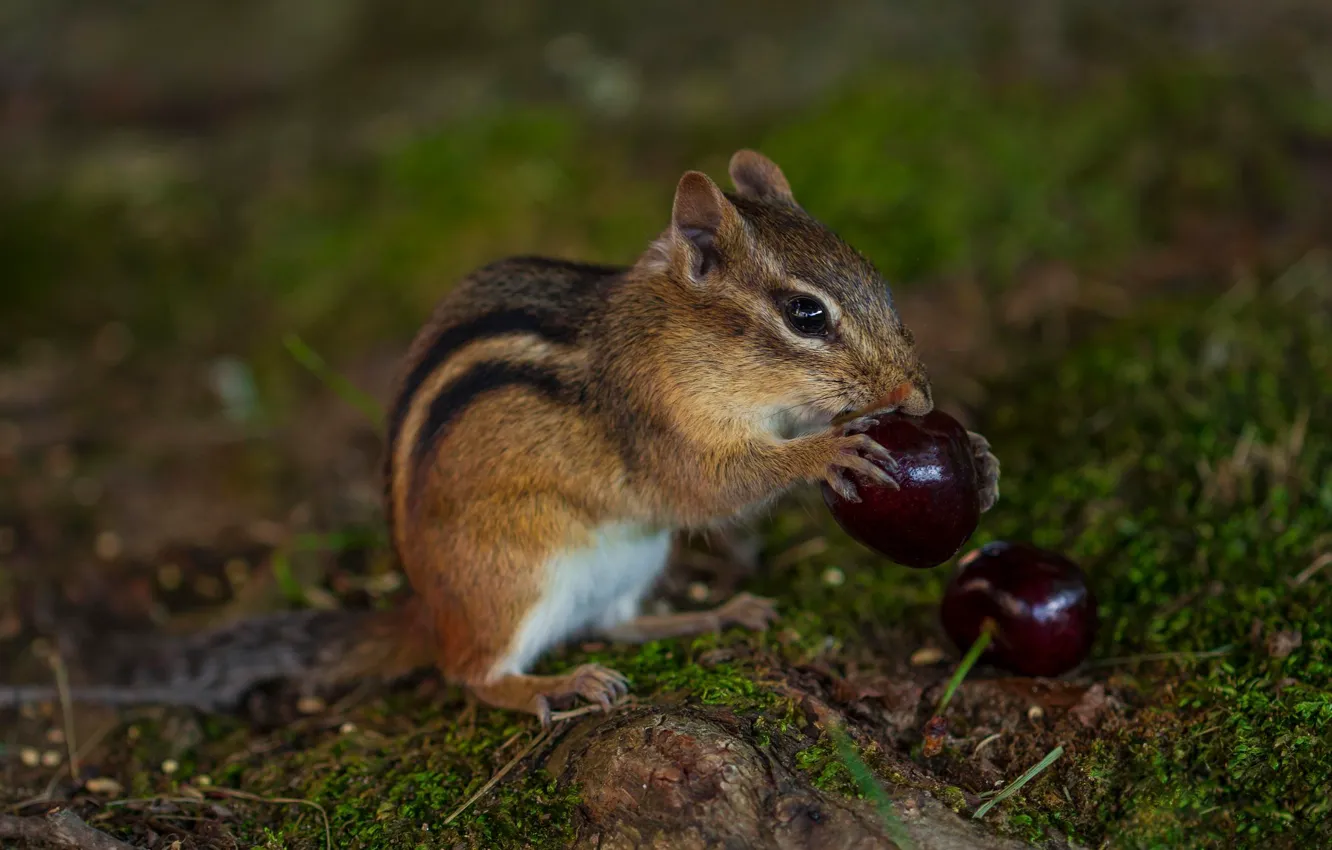 Photo wallpaper nature, cherry, pose, berries, moss, legs, muzzle, Chipmunk
