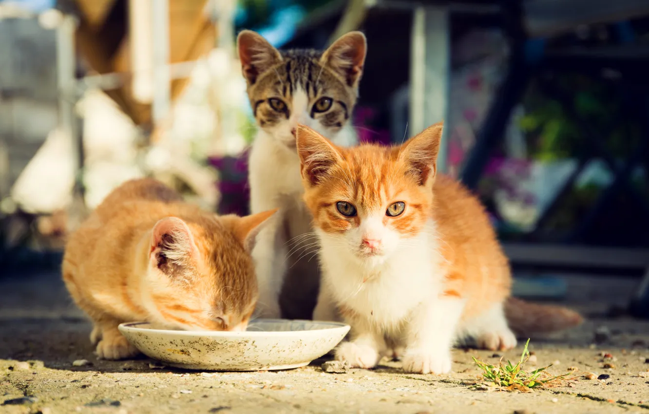 Photo wallpaper cat, look, light, food, yard, red, kitty, face
