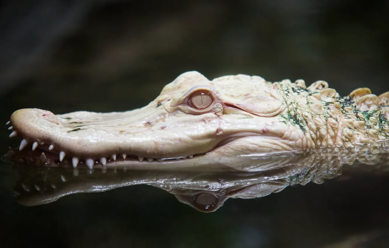 Photo wallpaper white, head, crocodile, albino