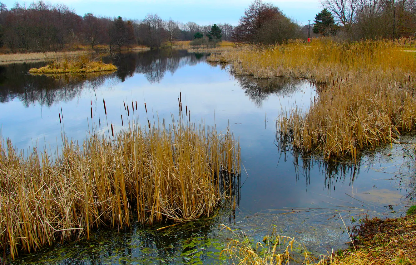 Photo wallpaper water, park, lake, pond