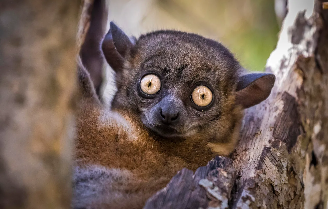 Photo wallpaper look, trees, baby, lemur, bark, cub, face, eyes