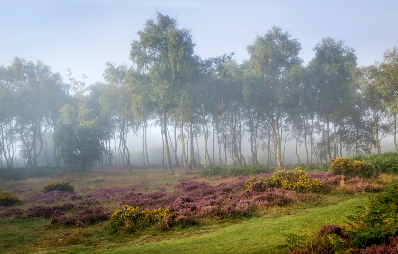 Photo wallpaper forest, grass, trees, fog, glade, morning, UK, the bushes