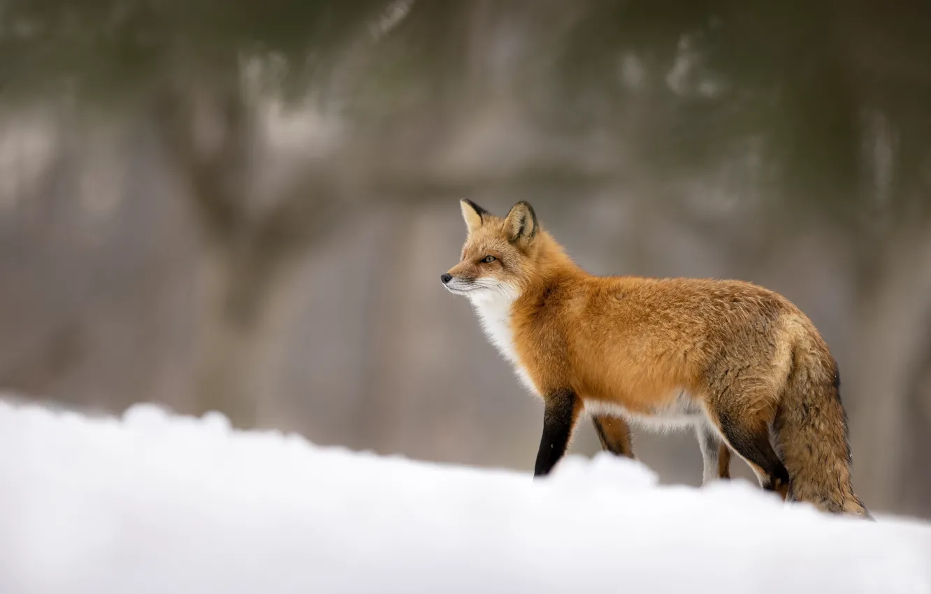 Photo wallpaper snow, blur, Fox, red
