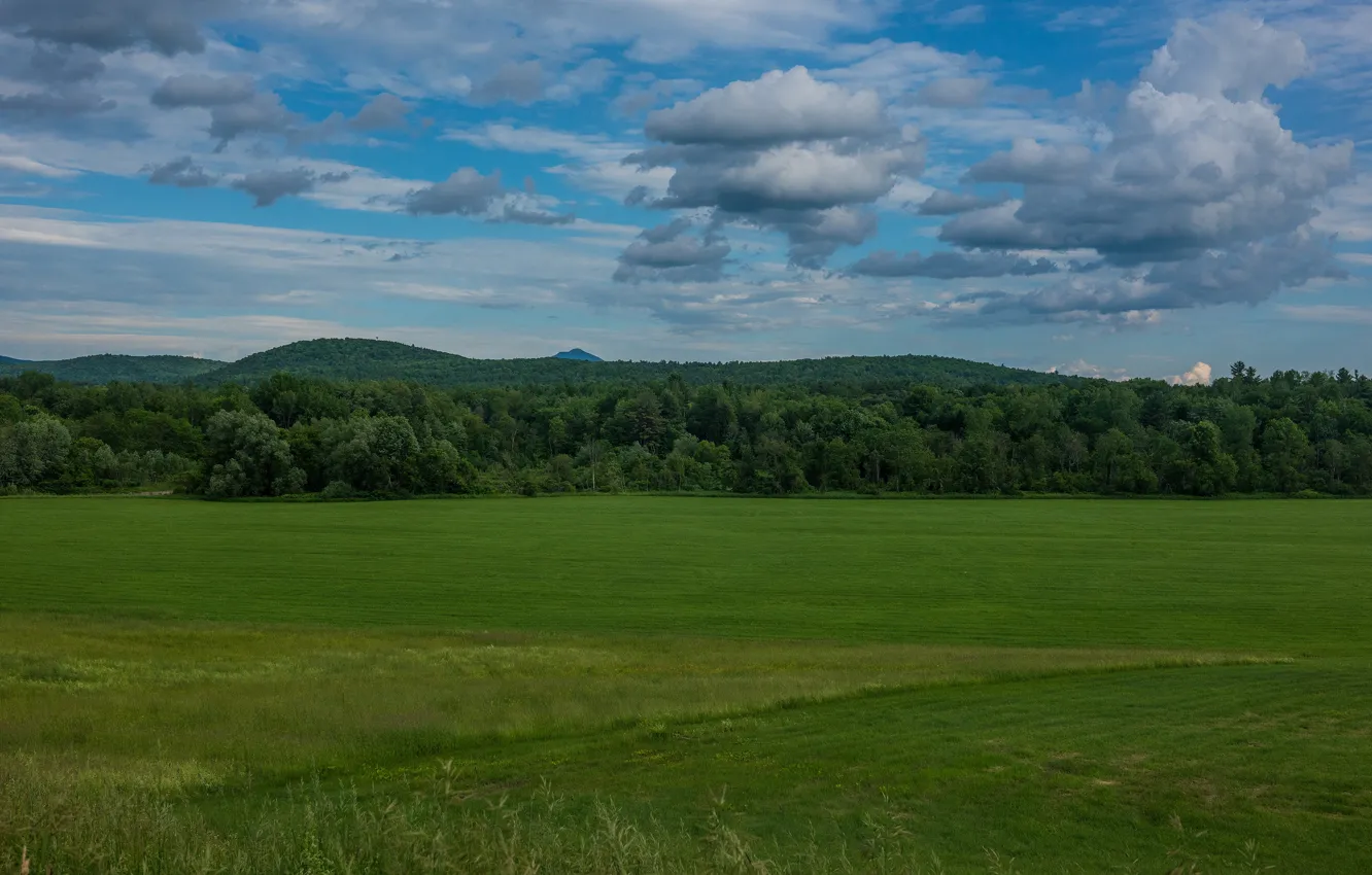 Wallpaper Greens Field Forest Summer The Sky Grass Clouds Nature