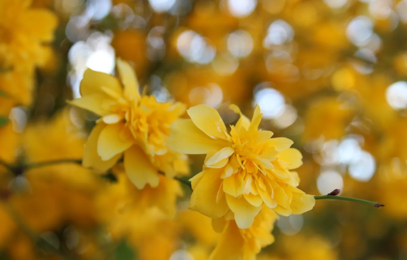Photo wallpaper flower, macro, flowers, yellow, Bush, spring, yellow, flowers