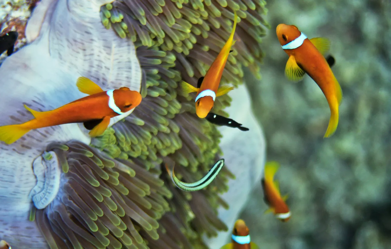 Photo wallpaper fish, vacation, The Maldives, Maldives, want to go back