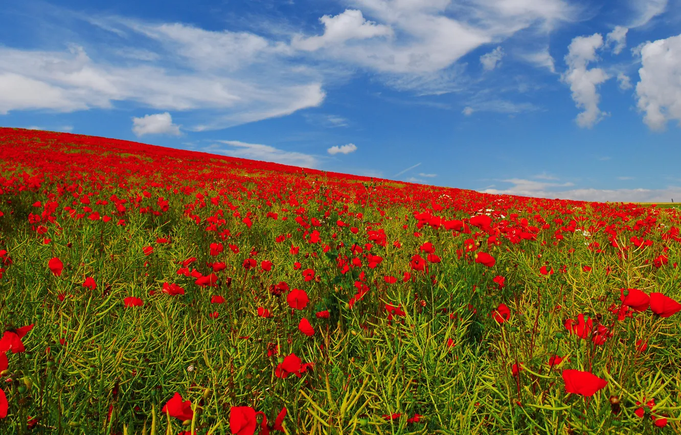 Photo wallpaper field, the sky, flowers, Maki, meadow