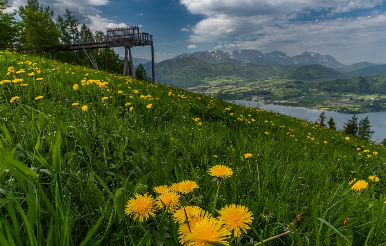 Photo wallpaper flowers, mountains, dandelion, spring, dal, slope, meadow, pierce