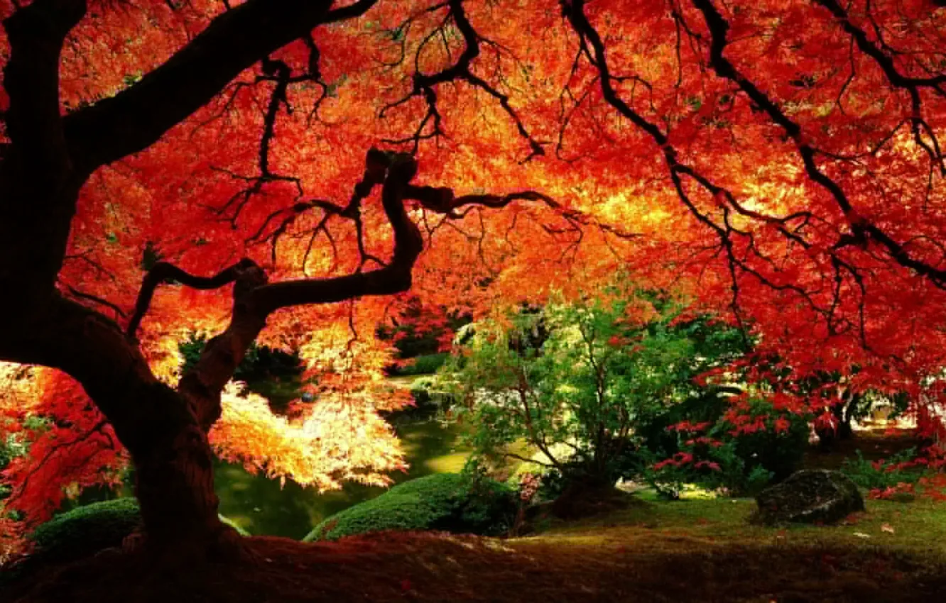 Photo wallpaper autumn, leaves, trees, branches, red, foliage, the bushes, sunlight.