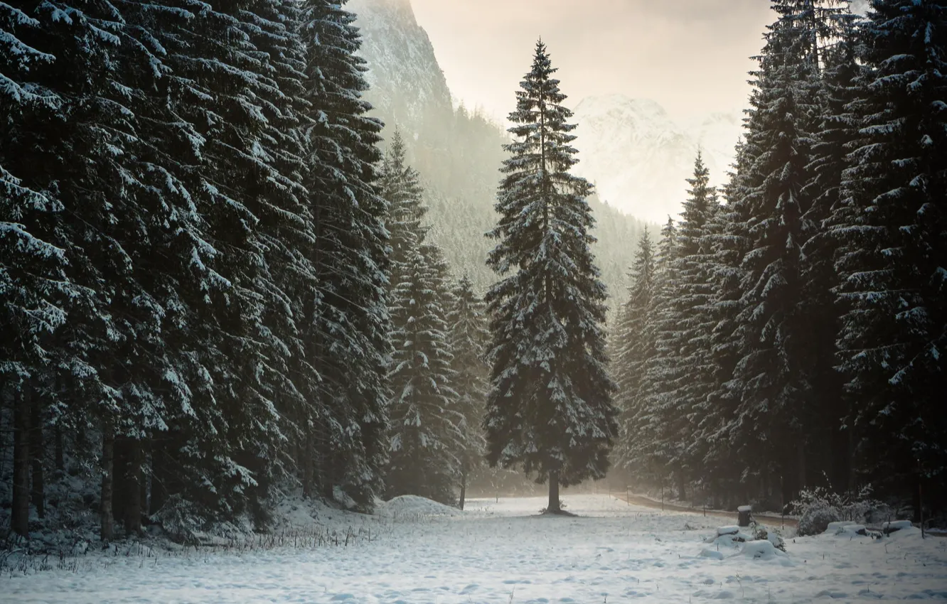 Photo wallpaper winter, forest, snow, mountains, nature, Austria, Alps, Tyrol