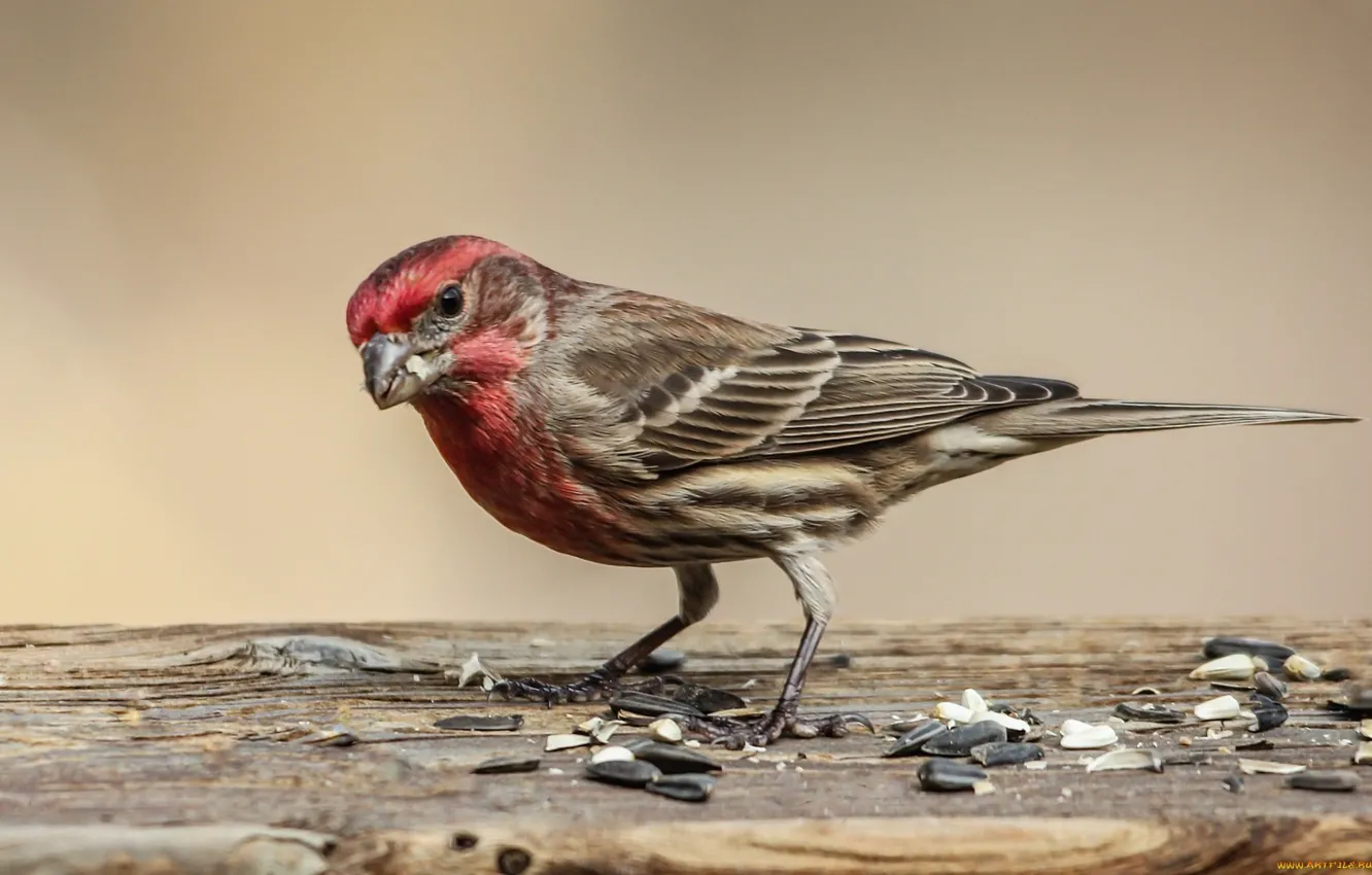 Photo wallpaper animal, bird, birds