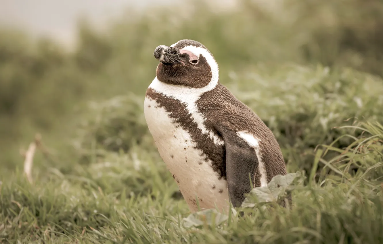 Photo wallpaper summer, grass, look, nature, pose, bird, glade, penguins