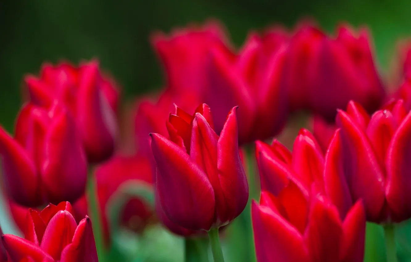Photo wallpaper tulips, red, buds, bokeh