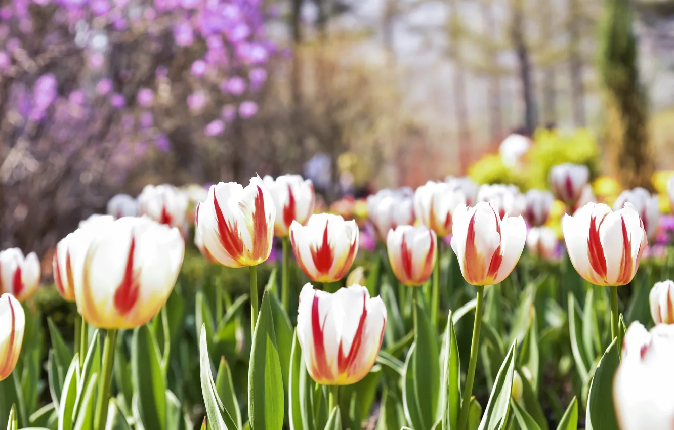 Photo wallpaper flowers, spring, tulips, striped