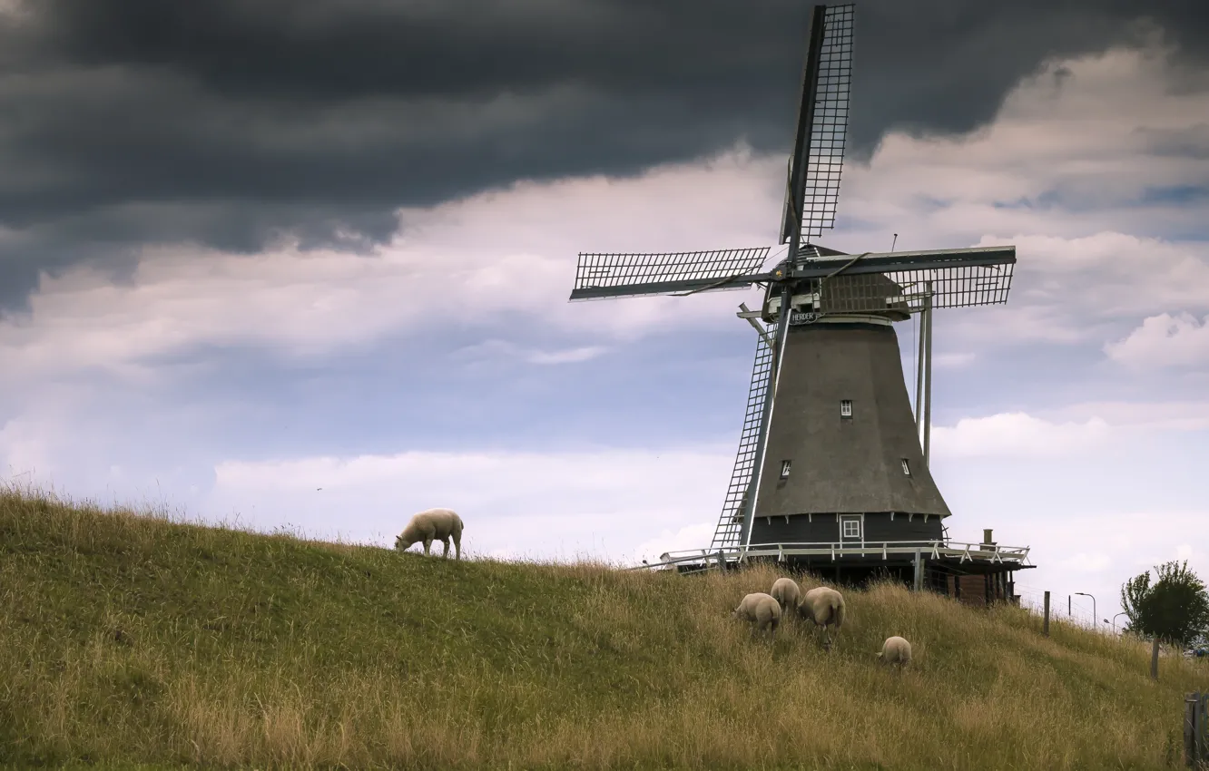 Photo wallpaper field, sheep, windmill