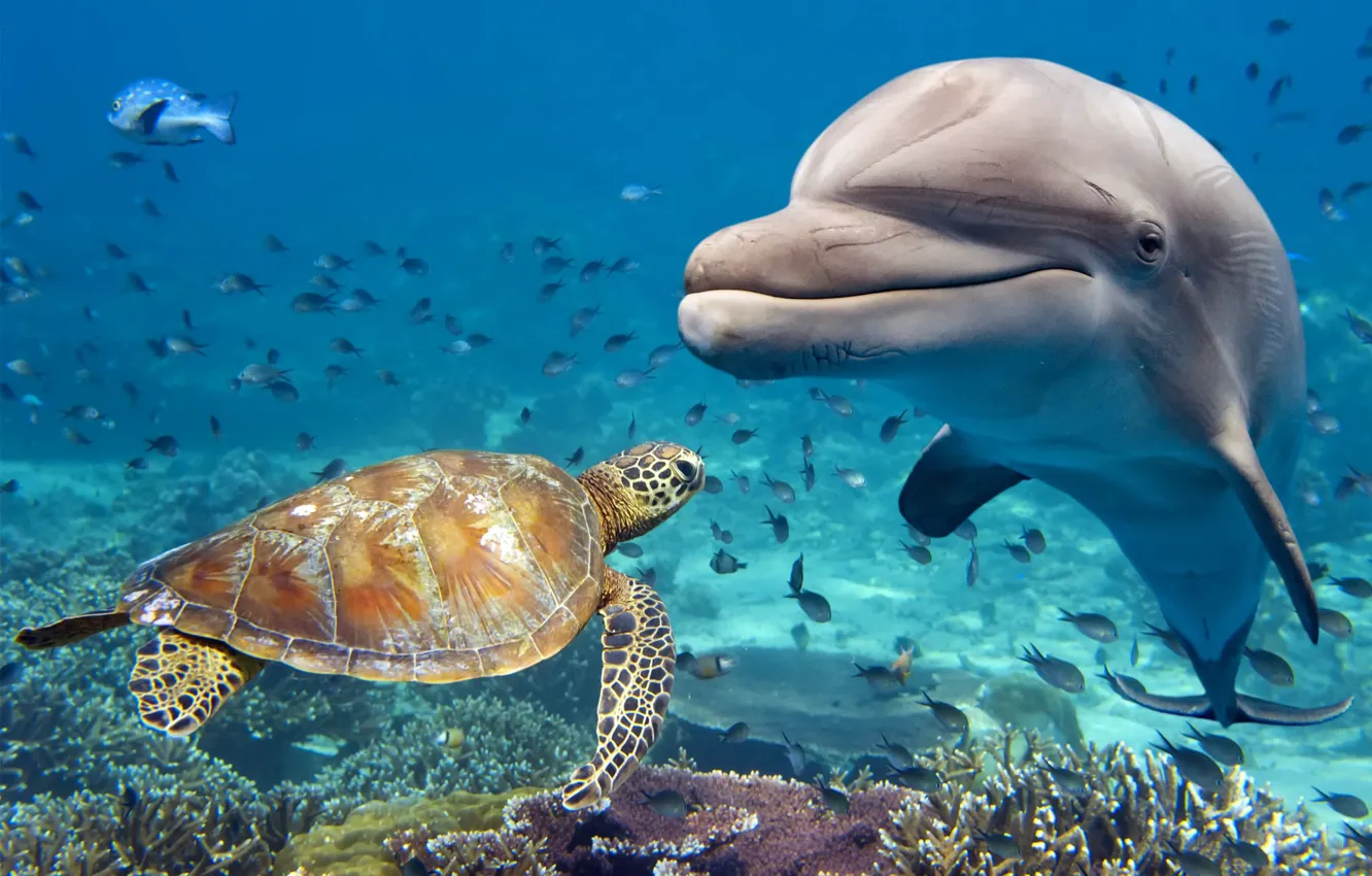 Photo wallpaper animals, water, fish, Dolphin, turtle