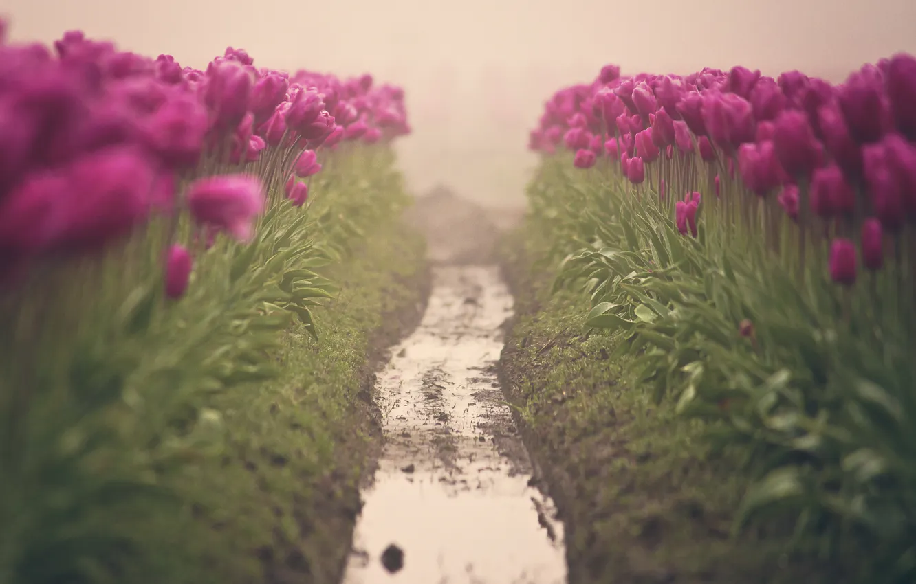 Photo wallpaper flowers, track, tulips
