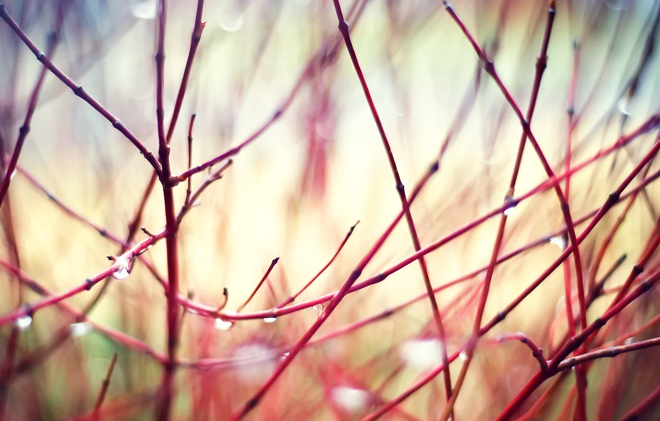 Photo wallpaper drops, branches, Nature, tranquility, Details