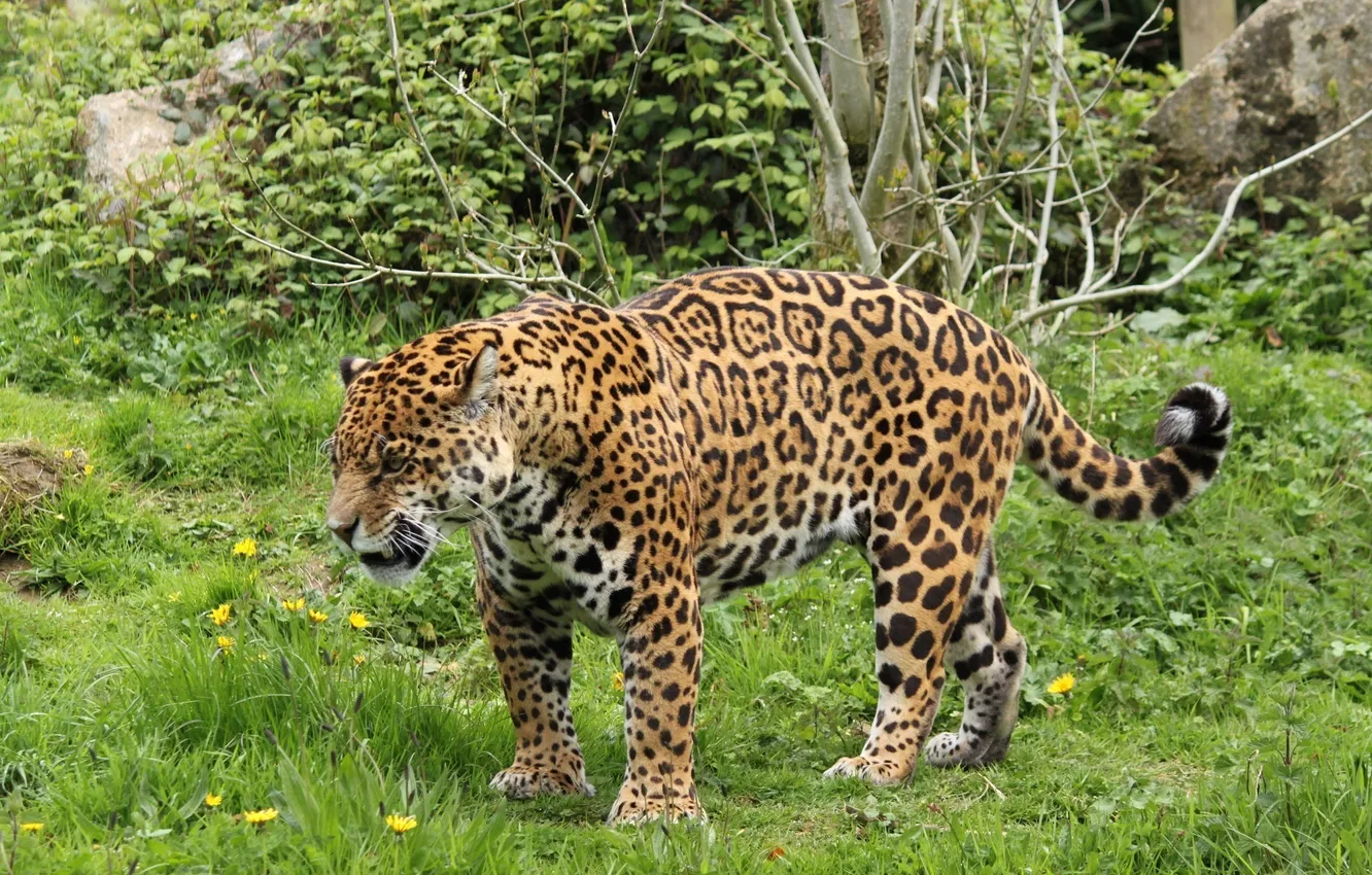 Photo wallpaper predator, Jaguar, wild cat, roar, angry