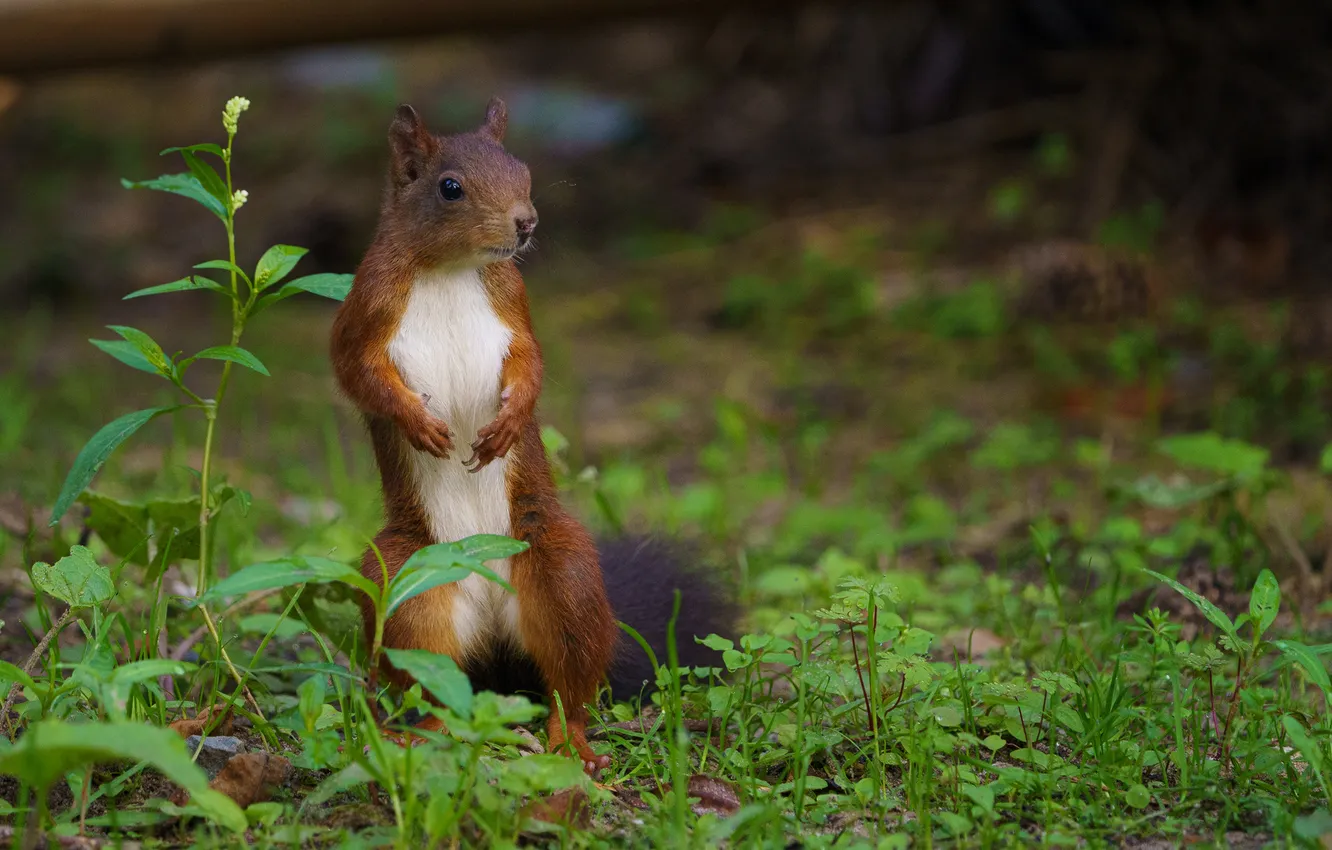 Photo wallpaper nature, protein, rodent