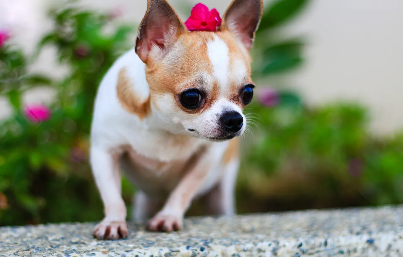 Photo wallpaper dog, Chihuahua, bokeh, dog