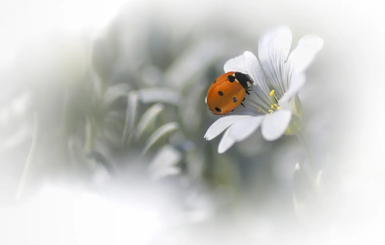 Photo wallpaper white, flowers, background, ladybug, blur