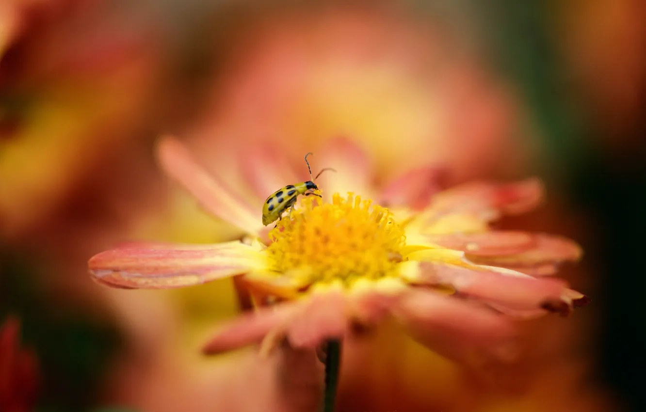 Photo wallpaper flowers, orange, yellow, ladybug, blur, insect