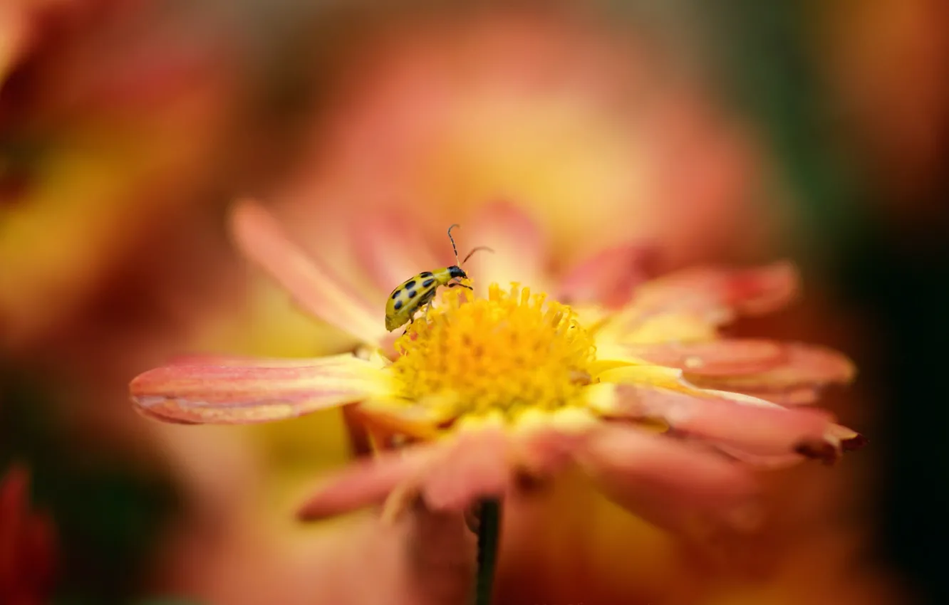 Photo wallpaper flower, orange, ladybug, blur, insect, yellow