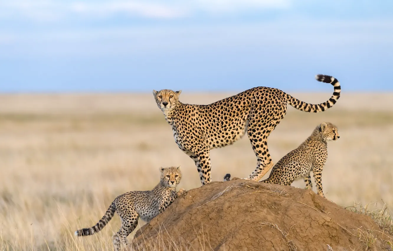 Photo wallpaper nature, kittens, Cheetah, mom, cubs, cheetahs
