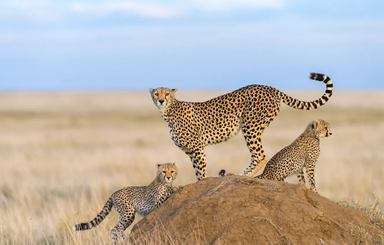 Photo wallpaper nature, Cheetah, cub, kitty, mom