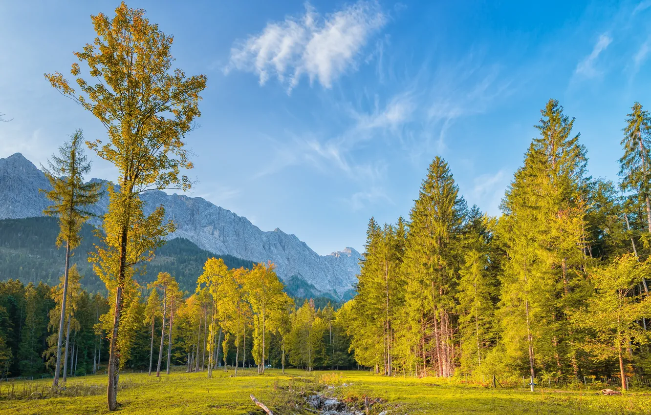 Photo wallpaper trees, mountains, blue